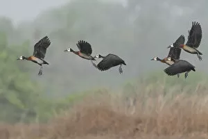 Actophilornis Africana Collection: Flock of White-faced whistling duck (Actophilornis africanus) in flight, Allahein River, The Gambia