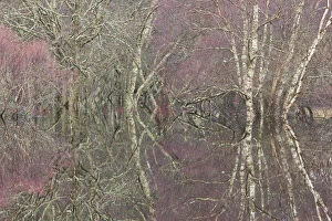 Alder Tree Collection: Flooded birch and alder woodland in autumn, Cairngorms National Park, Scotland, UK
