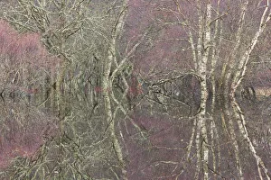 Flooded birch and alder woodland in autumn, Cairngorms National Park, Scotland, UK Flooded birch and alder woodland in autumn, Cairngorms National Park, Scotland, UK