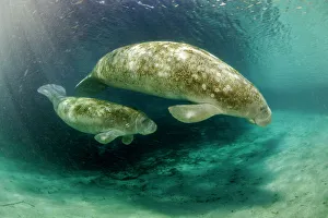 Florida manatee (Trichechus manatus latirostris) mother and calf endangered Florida manatee (Trichechus manatus latirostris) mother and calf endangered