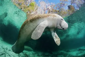 Florida manatee (Trichechus manatus latirostris) at Three Sisters Spring in Crystal River Florida manatee (Trichechus manatus latirostris) at Three Sisters Spring in Crystal River