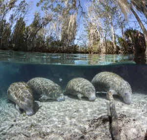 Florida manatee (Trichechus manatus latirostris), four resting on sandy river bed Florida manatee (Trichechus manatus latirostris), four resting on sandy river bed