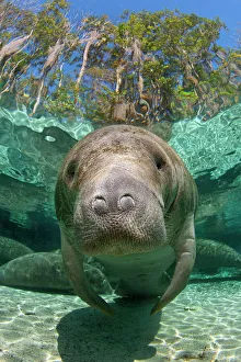 A Florida manatee (Trichechus manatus latirostrus) head portrait in Three Sisters Spring A Florida manatee (Trichechus manatus latirostrus) head portrait in Three Sisters Spring