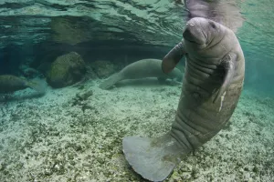 A Florida manatee (Trichechus manatus latirostrus) in upright posture with tail on river bed A Florida manatee (Trichechus manatus latirostrus) in upright posture with tail on river bed