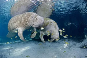 Florida manatees (Trichechus manatus latirostris) gathering at Three Sisters Spring Florida manatees (Trichechus manatus latirostris) gathering at Three Sisters Spring