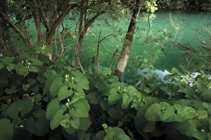 Flowering birtworth (Aristolochia clematitis) by Ash trees (probably Fraxinus angustifolia) Flowering birtworth (Aristolochia clematitis) by Ash trees (probably Fraxinus angustifolia)