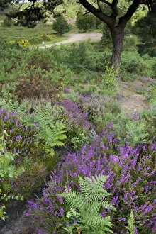 Flowering Heather and Bracken on lowland heath, with path in the background, Caesars Camp Flowering Heather and Bracken on lowland heath, with path in the background, Caesars Camp