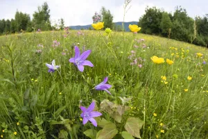 Flowering meadow with Spreading bellflower (Campanula patula) and Buttercup (Ranunculus Flowering meadow with Spreading bellflower (Campanula patula) and Buttercup (Ranunculus