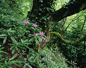 Flowering Rhododendron in old growth forest, Borjomi Kharagauli National Park, Georgia Flowering Rhododendron in old growth forest, Borjomi Kharagauli National Park, Georgia