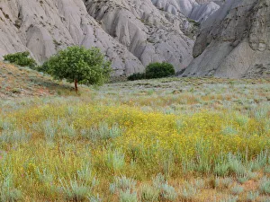 Flowering semi-desert with badlands in the distance, Vashlovani National Park, Georgia Flowering semi-desert with badlands in the distance, Vashlovani National Park, Georgia