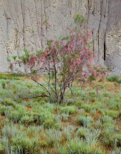 Flowering Tamarisk tree (Tamarix sp) in the Badlands, Vashlovani National Park, Georgia Flowering Tamarisk tree (Tamarix sp) in the Badlands, Vashlovani National Park, Georgia
