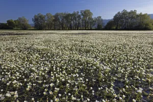 Flowering Thread-leaved water-crowfoot (Ranunculus trichophyllus) plants in the middle Flowering Thread-leaved water-crowfoot (Ranunculus trichophyllus) plants in the middle