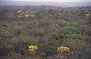 Flowering Trumpet flower trees {Tabebuia sp} in tropical dry forest, Santa Rosa NP Flowering Trumpet flower trees {Tabebuia sp} in tropical dry forest, Santa Rosa NP