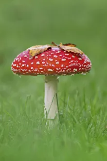 Fly agaric (Amanita muscaria) Peatlands Park, County Armagh, Ireland, October Fly agaric (Amanita muscaria) Peatlands Park, County Armagh, Ireland, October