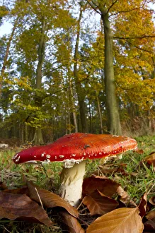 Fly agaric fungus (Amanita muscaria) in woodland setting, The National Forest, Central England Fly agaric fungus (Amanita muscaria) in woodland setting, The National Forest, Central England