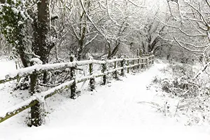 Footpath with fencing alongside woodland, after recent snowfall, Winter, UK, January 2010 Footpath with fencing alongside woodland, after recent snowfall, Winter, UK, January 2010