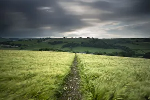 Footpath / track through a field of barley under stormy sky, near Plush, Dorset Footpath / track through a field of barley under stormy sky, near Plush, Dorset