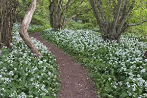 Footpath through Wild Garlic / Ramsons (Allium ursinum) carpeting deciduous woodland Footpath through Wild Garlic / Ramsons (Allium ursinum) carpeting deciduous woodland