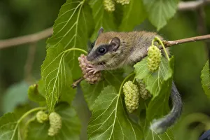 Forest dormouse (Dryomys nitedula) feeding on Mulberries, Bulgaria, June 2008 WWE Forest dormouse (Dryomys nitedula) feeding on Mulberries, Bulgaria, June 2008 WWE