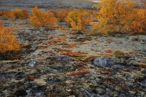 Forollhogna National Park in autumn with lichen and birch trees (Betula sp Forollhogna National Park in autumn with lichen and birch trees (Betula sp