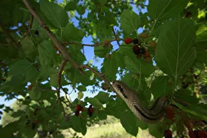 Four-lined snake (Elaphe quatuorlineata) moving along a branch of Mulberry tree, Patras Four-lined snake (Elaphe quatuorlineata) moving along a branch of Mulberry tree, Patras