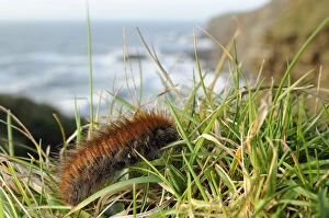 Images Dated 18th March 2014: Fox moth caterpillar (Macrothylacia rubi) crawling along grassy cliff edge, near Bude