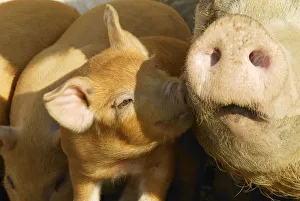Free range organic piglet sniffing mother, Wiltshire, UK Free range organic piglet sniffing mother, Wiltshire, UK