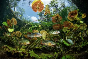 Freshwater fishes including Cichlid between water plants and leaves. Cenote Nicte-Ha Freshwater fishes including Cichlid between water plants and leaves. Cenote Nicte-Ha