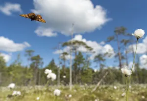 Frigga Fritillary (Boloria frigga) in habitat over cotton grass (Eriophorum) Finland Frigga Fritillary (Boloria frigga) in habitat over cotton grass (Eriophorum) Finland