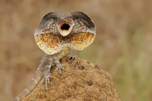 Frilled Lizard (Chlamydosaurus kingii) with its neck frill out as a threat display Frilled Lizard (Chlamydosaurus kingii) with its neck frill out as a threat display