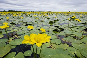 Fringed water lilies / Yellow floating heart (Nymphoides peltata) flowers on lake Fringed water lilies / Yellow floating heart (Nymphoides peltata) flowers on lake