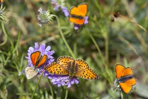 Fritillary butterfly (Argynnis sp) with Scarce copper butterflies (Lycaena virgaureae) Queyras Fritillary butterfly (Argynnis sp) with Scarce copper butterflies (Lycaena virgaureae) Queyras