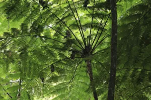 Frond pattern of tree ferns (Cyathea arborea) in lowland tropical rainforest at 420 metres Frond pattern of tree ferns (Cyathea arborea) in lowland tropical rainforest at 420 metres