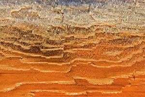 Detail of frost on Western Red Cedar (Thuja plicata). Vancouver Island, Canada, March Detail of frost on Western Red Cedar (Thuja plicata). Vancouver Island, Canada, March