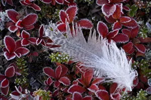 Frost on Willow grouse (Lagopus lagopus) feather on Mountain bearberry (Arctous alpinus) Frost on Willow grouse (Lagopus lagopus) feather on Mountain bearberry (Arctous alpinus)
