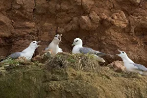 Fulmars (Fulmaris glacialis) nesting on cliff ledge, Hunstanton, Norfolk Fulmars (Fulmaris glacialis) nesting on cliff ledge, Hunstanton, Norfolk