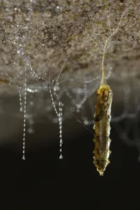Fungus gnat (Arachnocampa luminosa) pupa nearly fully developed hanging on a silk Fungus gnat (Arachnocampa luminosa) pupa nearly fully developed hanging on a silk