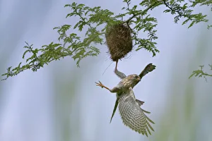 Gabar goshawk (Micronisus gabar) juvenile, plundering nest of Weaverbird, Allahein river, The Gambia Gabar goshawk (Micronisus gabar) juvenile, plundering nest of Weaverbird, Allahein river, The Gambia