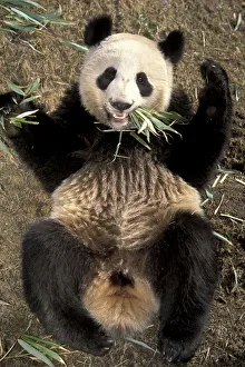 Gaint panda lying on its back {Ailuropoda melanoleuca} Wolong Valley, China Gaint panda lying on its back {Ailuropoda melanoleuca} Wolong Valley, China