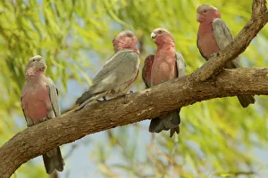 Galah (Cacatua roseicapilla) in tree, Piccaninny Plains Galah (Cacatua roseicapilla) in tree, Piccaninny Plains