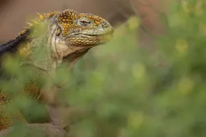 Galapagos land iguana (Conolophus subcristatus) portrait, North Seymour Island, Galapagos Galapagos land iguana (Conolophus subcristatus) portrait, North Seymour Island, Galapagos