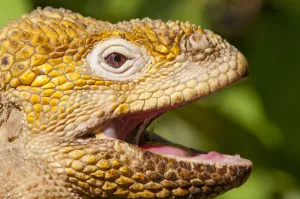 Galapagos land iguana (Conolophus subcristatus) portrait with mouth open, Galapagos Galapagos land iguana (Conolophus subcristatus) portrait with mouth open, Galapagos