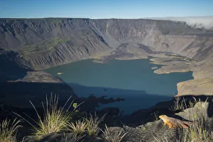 Galapagos land iguana (Conolophus subcristatus) and landscape of Fernandina Volcano Galapagos land iguana (Conolophus subcristatus) and landscape of Fernandina Volcano