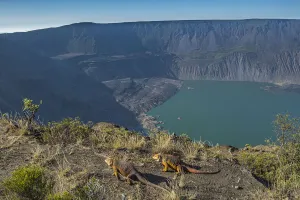 Galapagos land iguana (Conolophus subcristatus) and landscape from the summit of La Galapagos land iguana (Conolophus subcristatus) and landscape from the summit of La