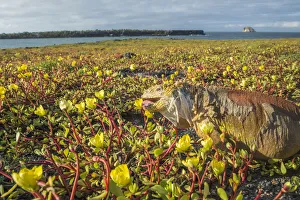 Galapagos land iguana (Conolophus subcristatus) feeding on coastal Portulaca plants Galapagos land iguana (Conolophus subcristatus) feeding on coastal Portulaca plants