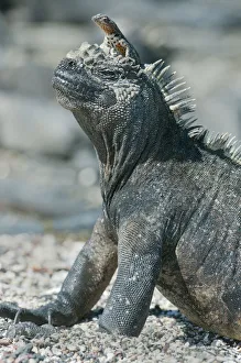 Galapagos Marine Iguana (Amblyrhynchus cristatus) with Lava Lizard (Trpoidurus) on head Galapagos Marine Iguana (Amblyrhynchus cristatus) with Lava Lizard (Trpoidurus) on head