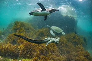 Galapagos penguin (Spheniscus mendiculus), with Marine iguana (Amblyrhynchus cristatus Galapagos penguin (Spheniscus mendiculus), with Marine iguana (Amblyrhynchus cristatus