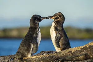 Galapagos penguin (Spheniscus mendiculus), pair courting, Isabela Island Galapagos penguin (Spheniscus mendiculus), pair courting, Isabela Island