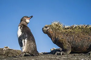 Galapagos penguins (Spheniscus mendiculus) with Marine iguana (Amblyrhynchus cristatus Galapagos penguins (Spheniscus mendiculus) with Marine iguana (Amblyrhynchus cristatus