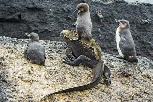 Galapagos penguins (Spheniscus mendiculus) with one sitting on a Marine iguana Galapagos penguins (Spheniscus mendiculus) with one sitting on a Marine iguana
